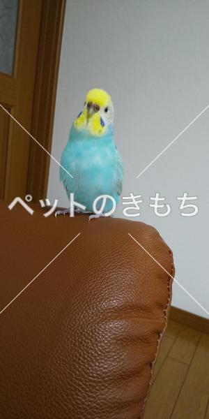 鳥 人気 ペット 枚方